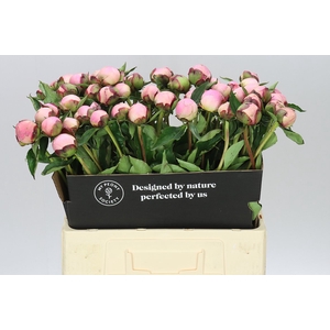 Paeonia Nick Shaylor A2