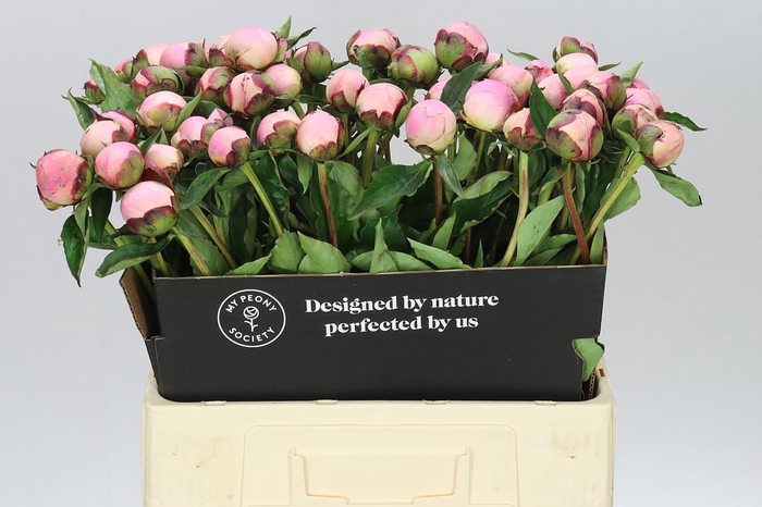 <h4>Paeonia Nick Shaylor A2</h4>