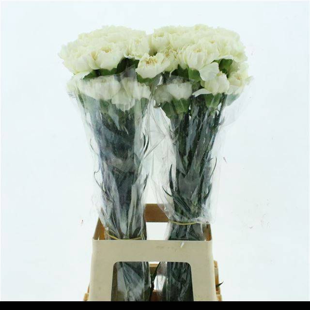 <h4>DI ST WEDDING</h4>
