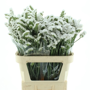 Limonium St White Birds X50