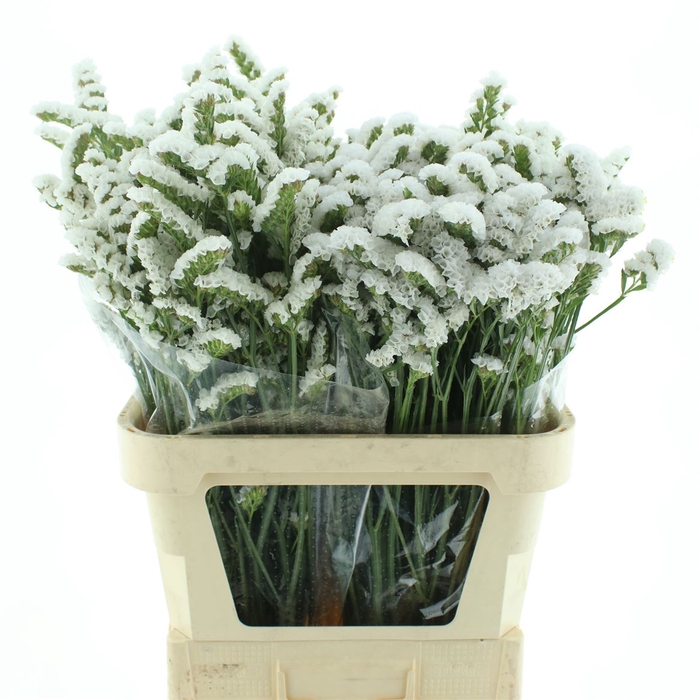 <h4>Limonium St White Birds X50</h4>