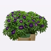 CALLIS MATS D BLAUW