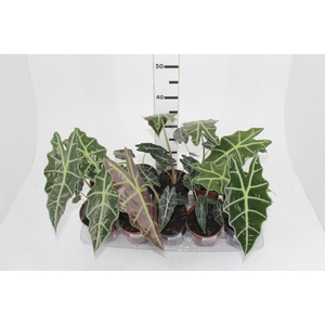 ALOCASIA AMAZONICA P12