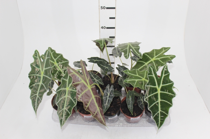 <h4>ALOCASIA AMAZONICA P12</h4>