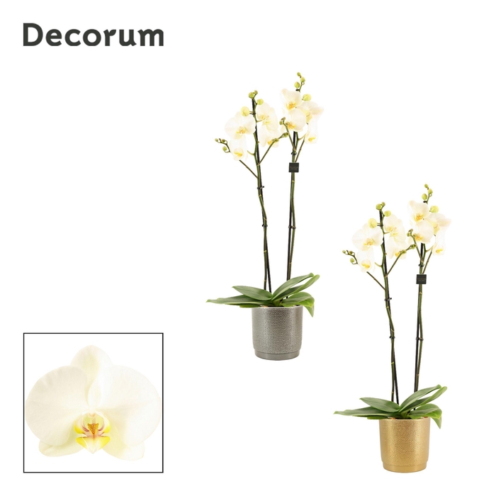 <h4>Phalaenopsis 2 tak 16+ wit in Gabriël (Deco-collection)</h4>