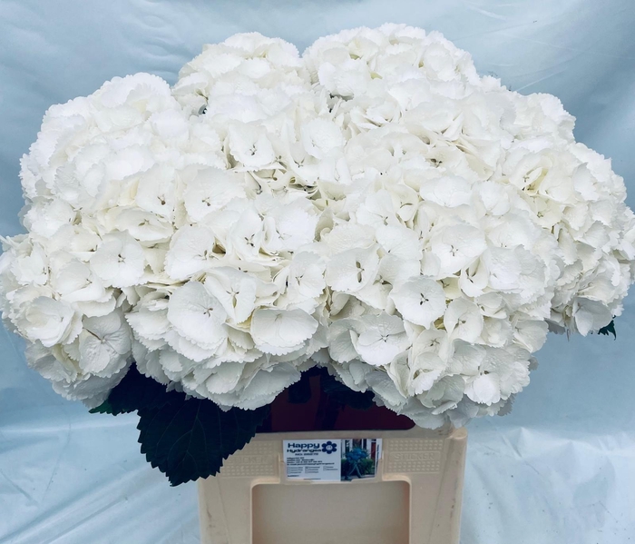 <h4>HYDR M SCHNEEBALL</h4>