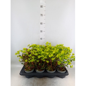 Euphorbia amygdaloides 'Purpurea'