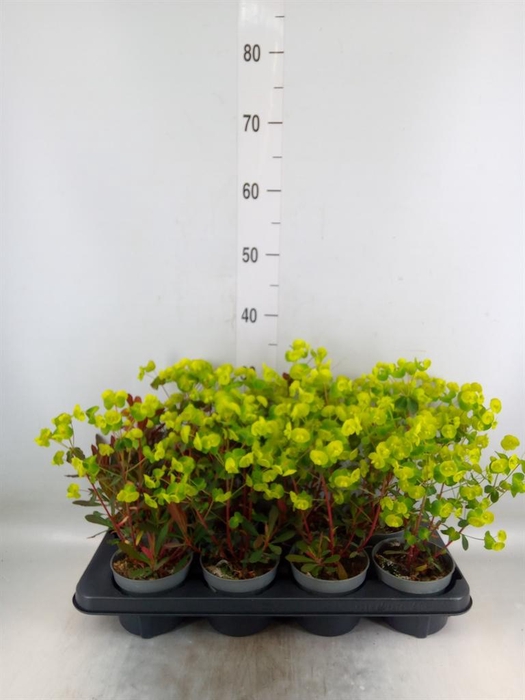 <h4>Euphorbia amygdaloides 'Purpurea'</h4>