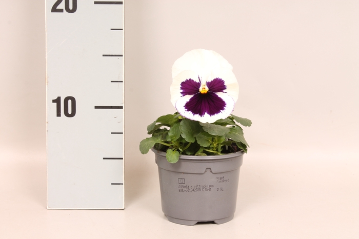 <h4>Viola wittrockiana F1 White with  blotch</h4>