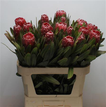 <h4>Protea Lancelot</h4>