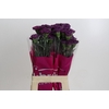 Dianthus St Cobalt Thrill