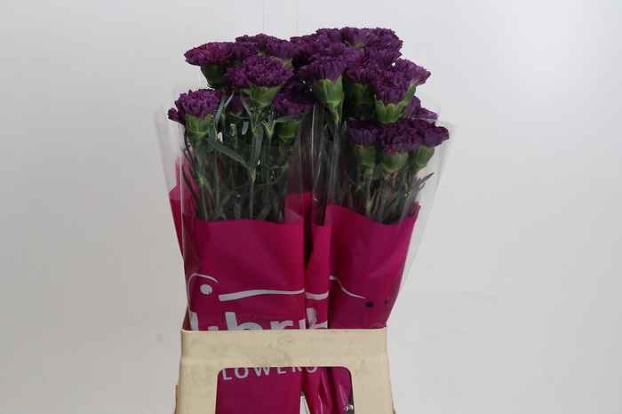 <h4>Dianthus St Cobalt Thrill</h4>