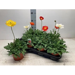 PAPA NUD GARTENZWERG