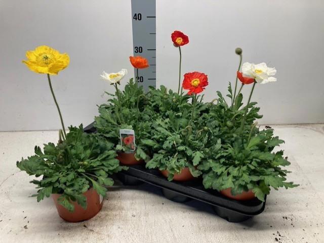 <h4>PAPA NUD GARTENZWERG</h4>