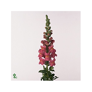 Antirrhinum Opus Pink