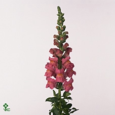 <h4>Antirrhinum Opus Pink</h4>