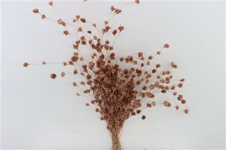 Dried Wheep Bamboo Copper Bunch Slv
