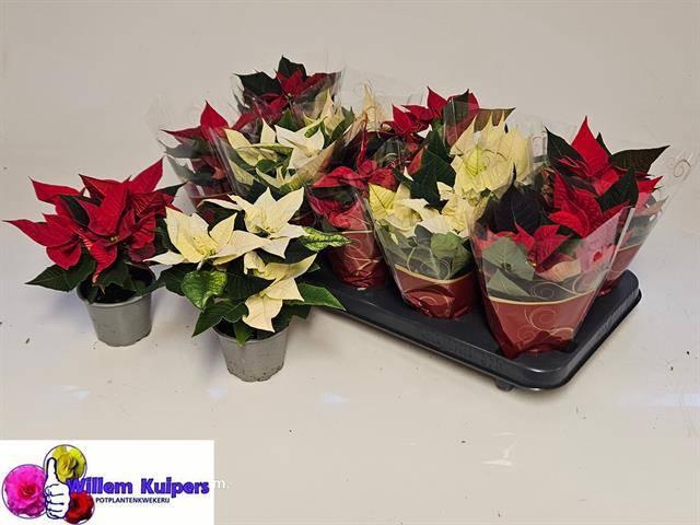 <h4>EUPHOR P GEM 2KL</h4>