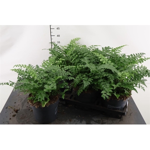 Asplenium 17 Cm. P. Parvati