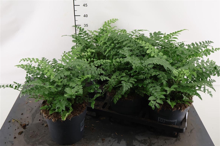 <h4>Asplenium 17 Cm. P. Parvati</h4>