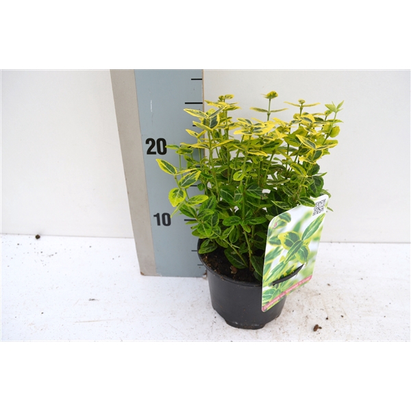 <h4>Euonymus fortunei 'Emerald 'n' Gold'</h4>