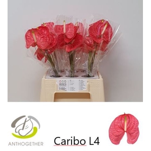 ANTH A CARIBO