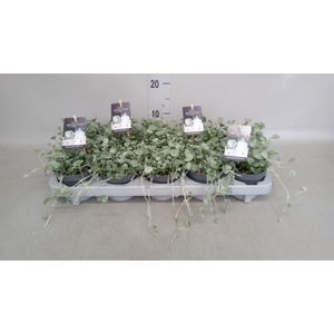 Dichondra argentea 'Silver Falls'