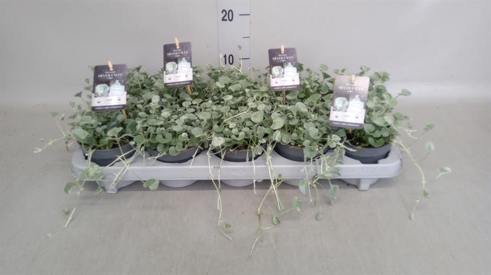 <h4>Dichondra argentea 'Silver Falls'</h4>