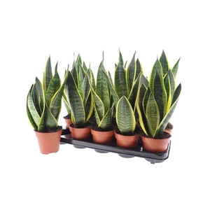 Sansevieria trif. Futura Superba