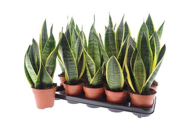 <h4>Sansevieria trif. Futura Superba</h4>