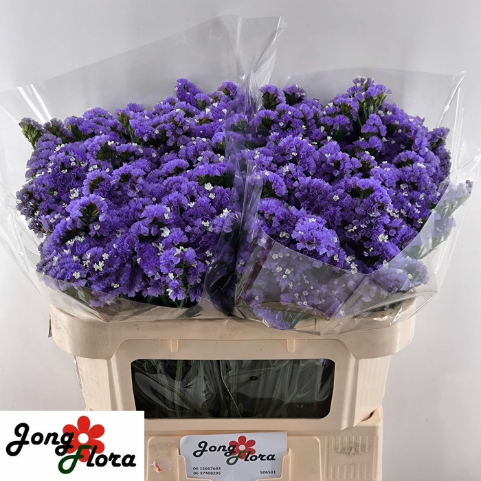 <h4>LIM S LEVIS WINGS</h4>