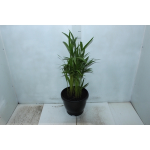 ARECA BAMBU P24