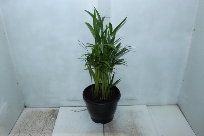 <h4>ARECA BAMBU P24</h4>