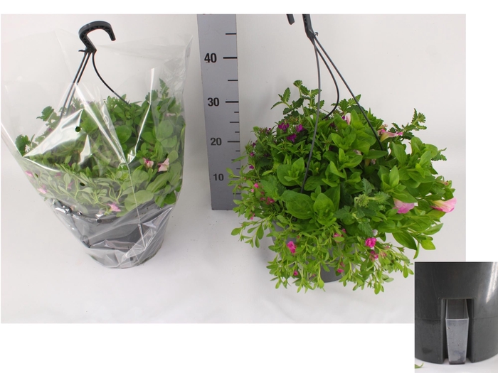 <h4>HANGING BASKETS</h4>