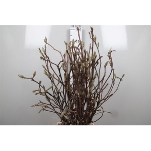 Magnolia Grandiflora