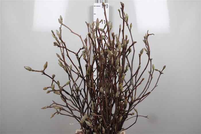 <h4>Magnolia Grandiflora</h4>