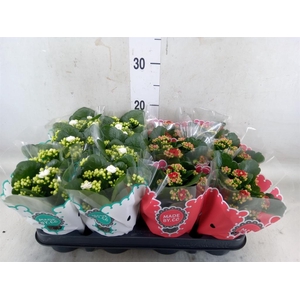 Kalanchoe blos.   ..rosebud mix  2