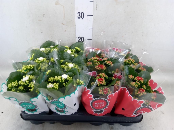 <h4>Kalanchoe blos.   ..rosebud mix  2</h4>