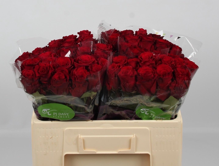 <h4>R GR UPPER CLASS</h4>