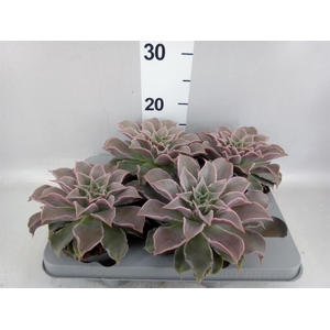Echeveria   ...