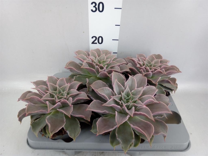 <h4>Echeveria   ...</h4>