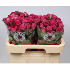 R TR PURPLE IRISCHKA