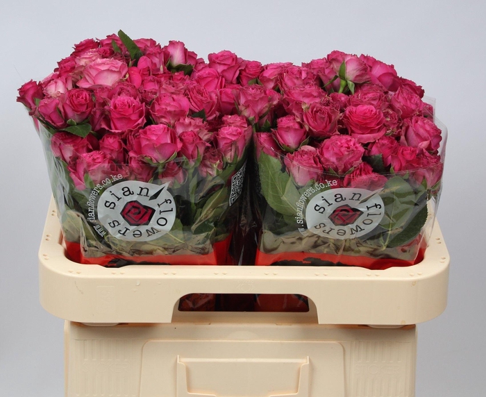 <h4>R TR PURPLE IRISCHKA</h4>