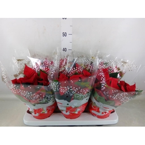 Euphorbia pulc. 'Christ Eve'