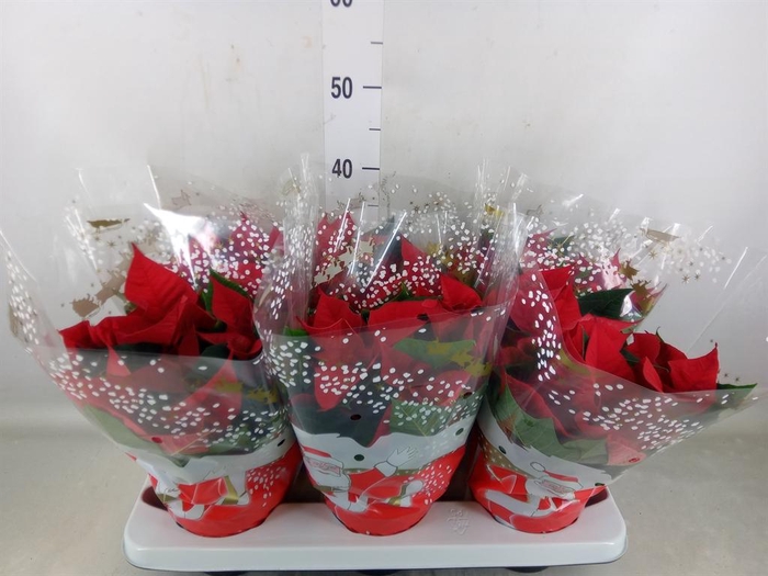 <h4>Euphorbia pulc. 'Christ Eve'</h4>