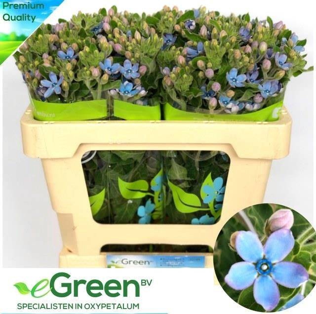 <h4>Oxypetalum Tan Pure Blue eGreen</h4>