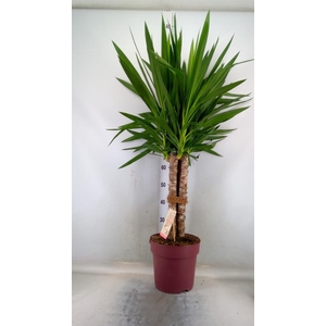 Yucca elephantipes   ...