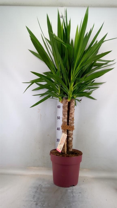 <h4>Yucca elephantipes ...</h4>