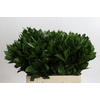 Ruscus Hypophyllum