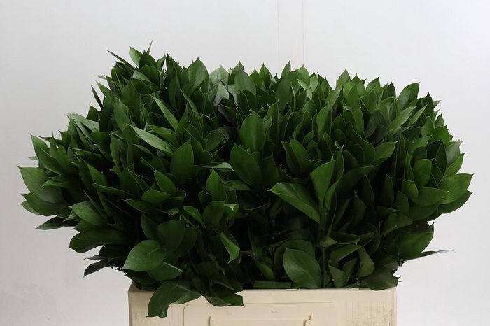 <h4>Ruscus Hypophyllum</h4>